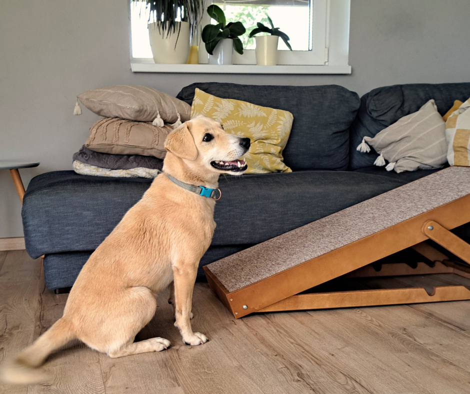 Rampe pour chien