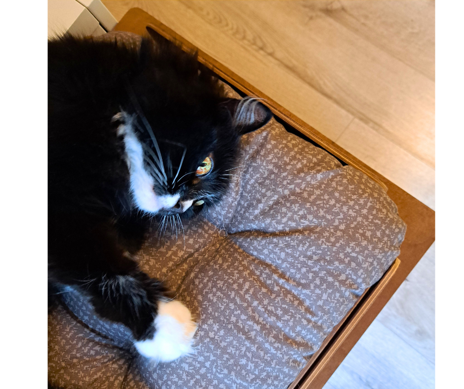Maison pour animaux