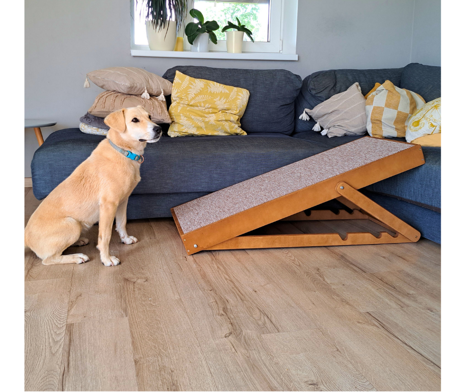 Rampe pour chien